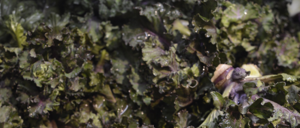 Flower Sprouts Rezepte bioLesker