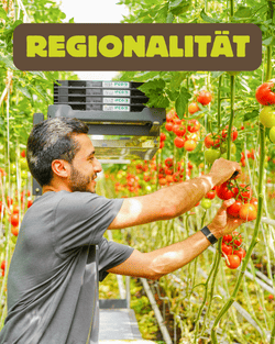 KI generiert: Ein Mann erntet Tomaten in einem Gewächshaus. Der Schriftzug "Regionalität" hebt die lokale Herkunft der Produkte hervor.