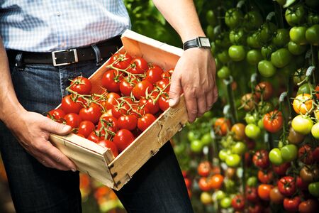 Vielfältige Tomatenauswahl aus eigenem Anbau