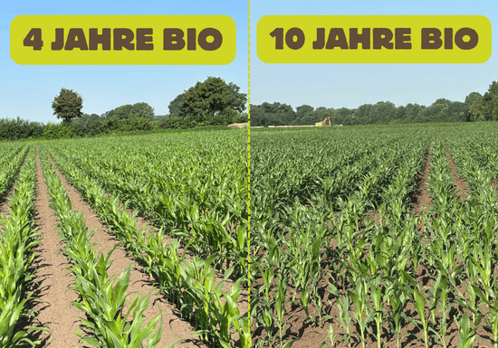 KI generiert: Das Bild zeigt mehrere bunte Saftflaschen auf einem Tisch, umgeben von verschiedenen Früchten wie Kiwis, Orangen und Himbeeren. Oben steht der Text "Die Kraft des Fastens".