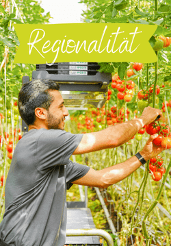 KI generiert: Ein Mann erntet Tomaten in einem Gewächshaus. Der Schriftzug "Regionalität" hebt die lokale Herkunft der Produkte hervor.
