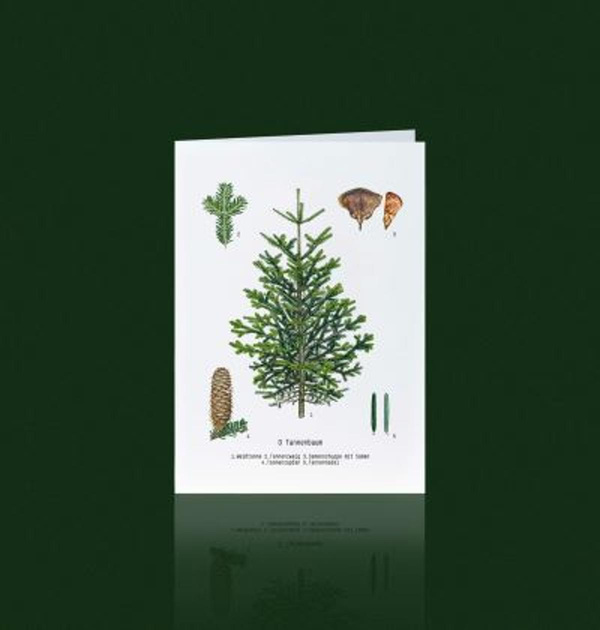 Produktfoto zu Grußkarte Weißtanne
