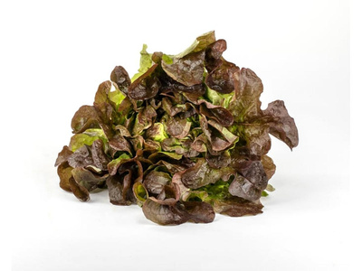 Produktfoto zu Eichblattsalat rot
