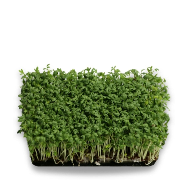 Produktfoto zu Kresse