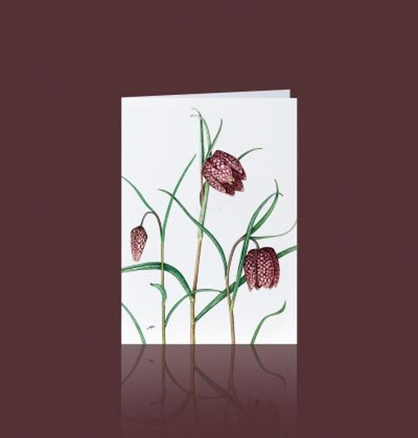 Produktfoto zu Grußkarte Schachbrettblume