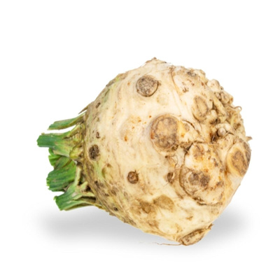 Produktfoto zu Knollensellerie