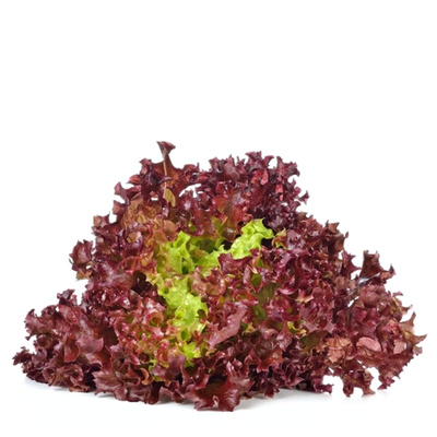 Produktfoto zu Bataviasalat rot