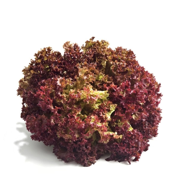 Produktfoto zu Salat Lollo Rosso