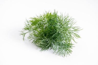 Produktfoto zu Dill im Bund
