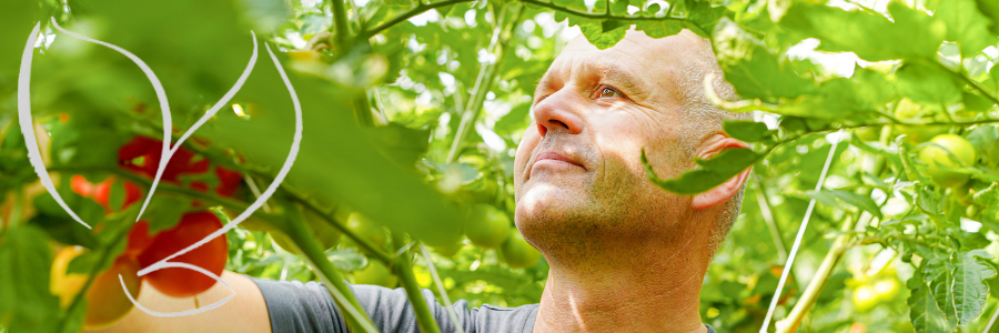 KI generiert: Mann erntet Tomaten in einem Gewächshaus. Grünen Blätter und rote Tomaten umgeben ihn.
