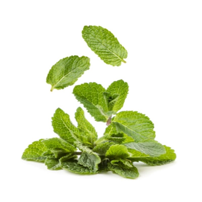 Produktfoto zu Minze im Bund