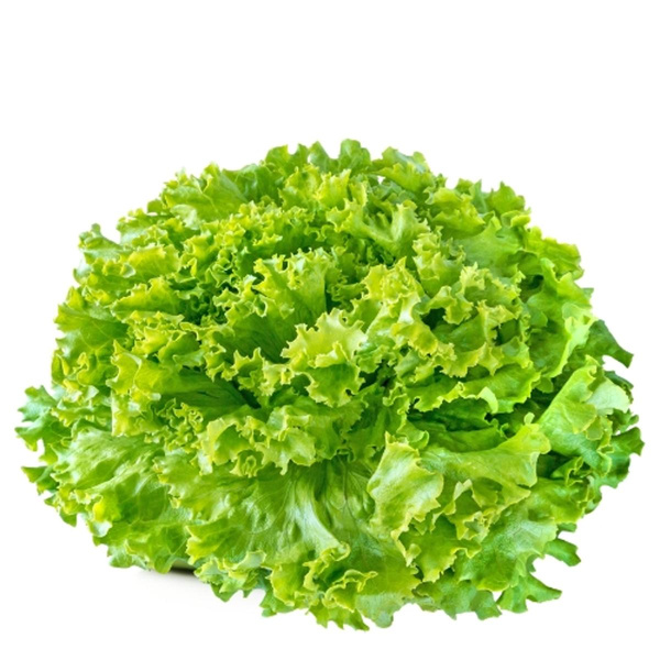 Produktfoto zu Bataviasalat grün