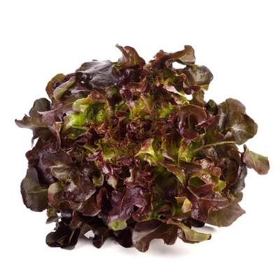 Produktfoto zu Eichblattsalat rot