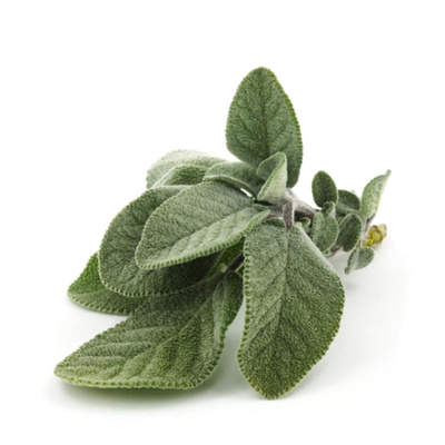 Produktfoto zu Salbei im Bund