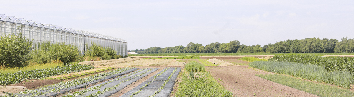 KI generiert: Ein Gewächshaus neben landwirtschaftlichen Feldern unter freiem Himmel.