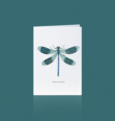 Produktfoto zu Grußkarte Libelle