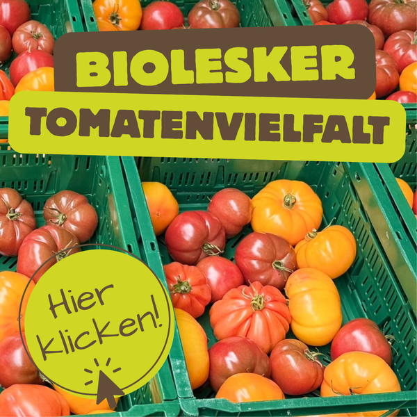 KI generiert: Bunte Tomaten in Kisten. Text: "BIOLESKER TOMATENVIELFALT" und "Hier klicken!"