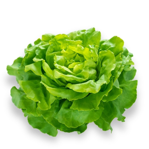 Produktfoto zu Kopfsalat