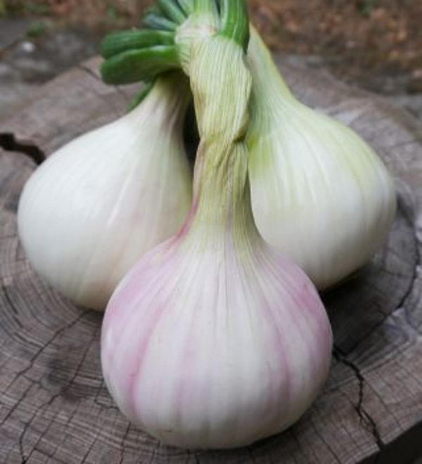 Produktfoto zu Gemüsezwiebeln