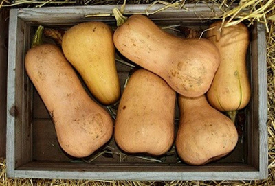 Produktfoto zu Kürbis Butternut