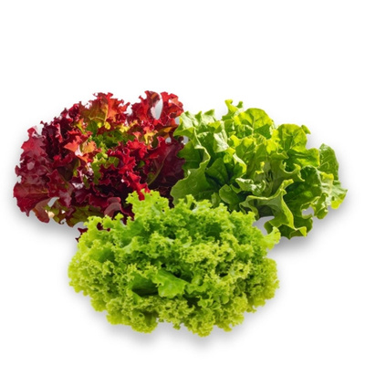 Produktfoto zu Salat, wechselnde Sorten