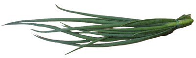 Produktfoto zu Zwiebelgrün Bund  ca. 50 g