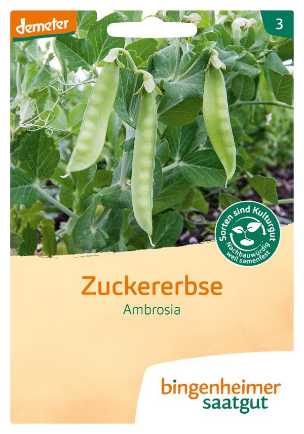 Produktfoto zu Saatgut Zuckererbse "Ambrosia"