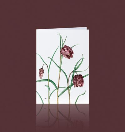 Produktfoto zu Grußkarte Schachbrettblume